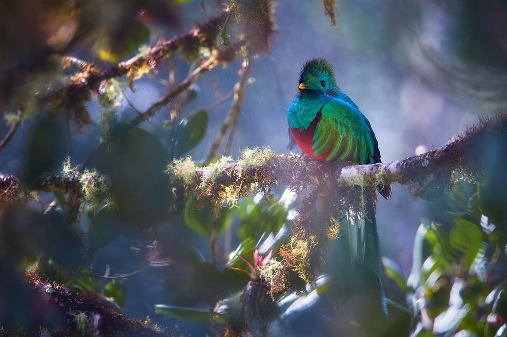 Resplendent quetzal in Costa Rica Resplendent quetzal in Costa Rica