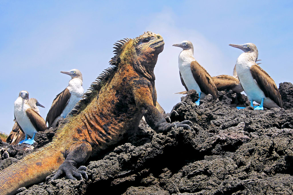 Marine iguana with blue-footed boobies on Isabela Island, Galapagos Marine iguana with blue-footed boobies on Isabela Island, Galapagos