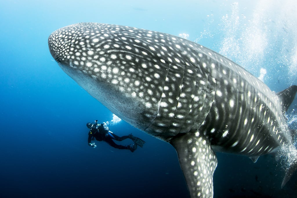 Scuba diver swimming with a pregnant female whale shark in the Galapagos Islands Scuba diver swimming with a pregnant female whale shark in the Galapagos Islands