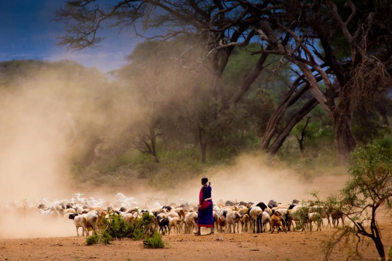 Masai Mara Safari for Senior Travelers - Masai Shepherd Masai shepherd tending to goats in Kenya