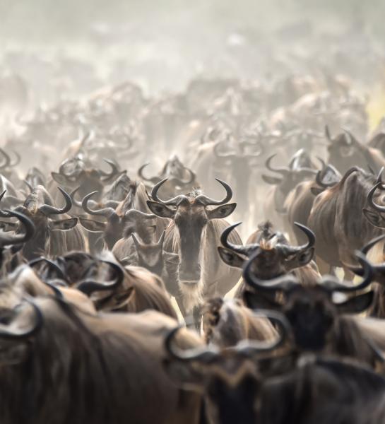 "Greatest show on Earth," this safari follows the route of the Great Migration.