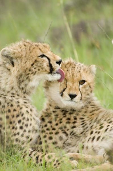 Cheetah cubs grooming each other in Masai Mara