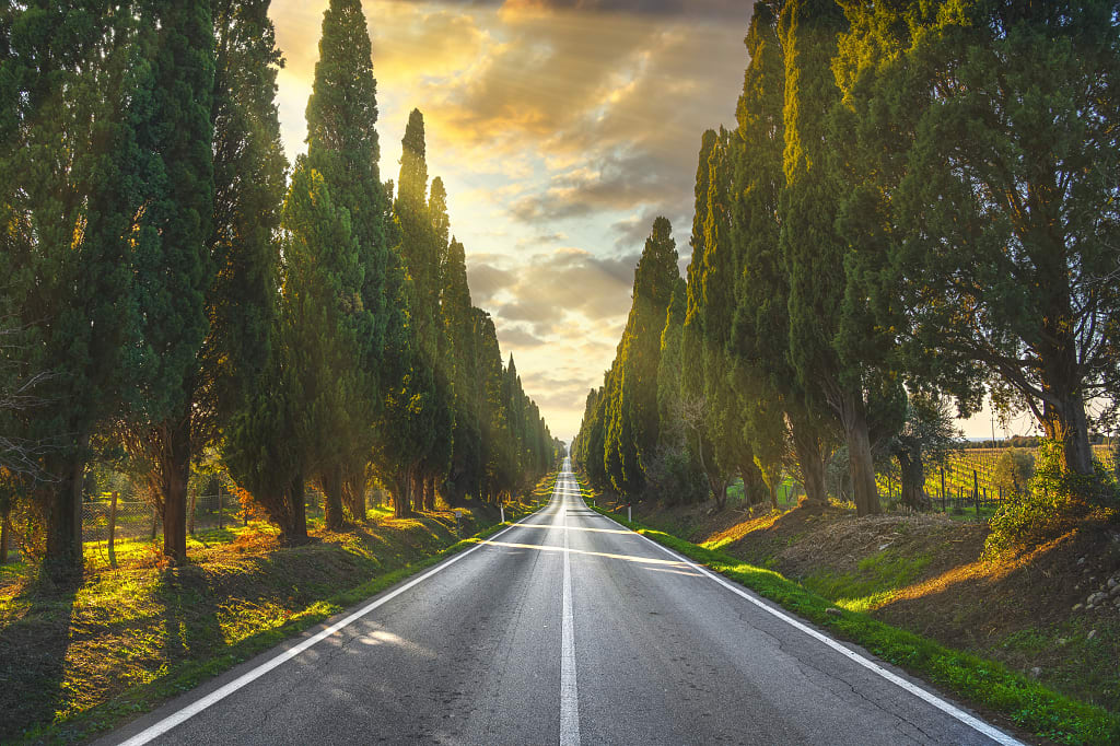 Cypress tree lined road in Tuscany, Italy Cypress tree lined road in Tuscany, Italy