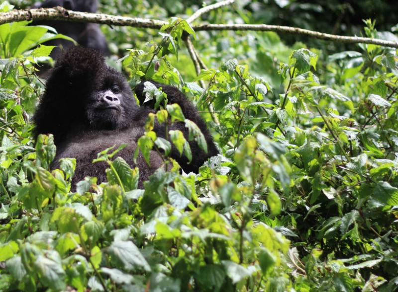 A young mountain gorilla relaxing in a leafy tree | Volcanoes National Park, Rwanda, Africa