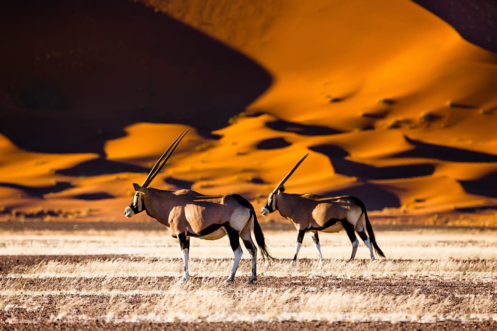 Oryxes at Sossusvlei in Namib-Naukluft National Park of Namibia. Oryxes at Sossusvlei in Namib-Naukluft National Park of Namibia.
