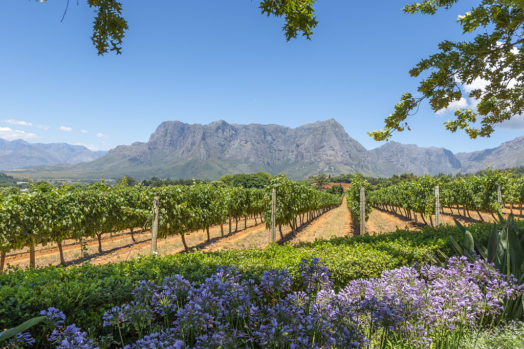Cape Winelands in South Africa Cape Winelands in South Africa