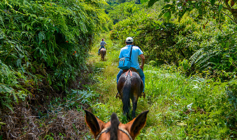 Horseback riding through the jungle in Costa Rica Horseback riding through the jungle in Costa Rica