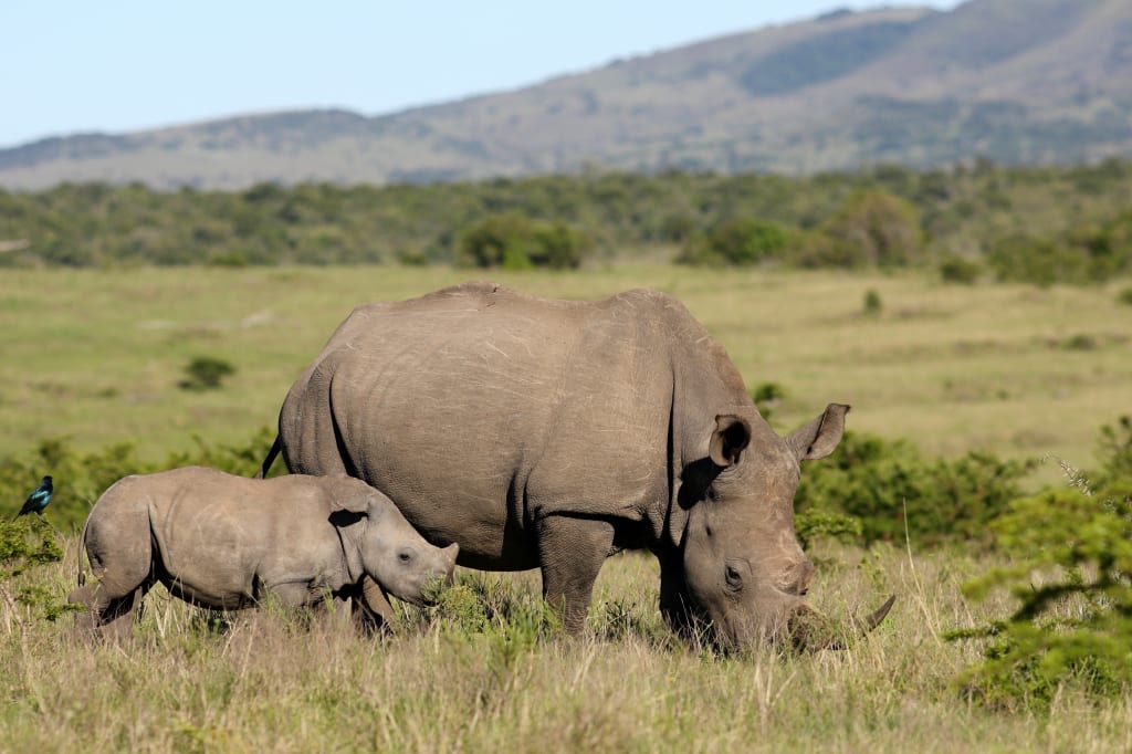 Mother and baby rhinoceros in Kruger National Park, South Africa Mother and baby rhinoceros in Kruger National Park, South Africa