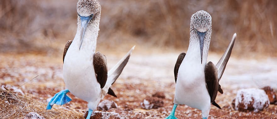 Highest Rated Complete Galapagos Tour Zicasso