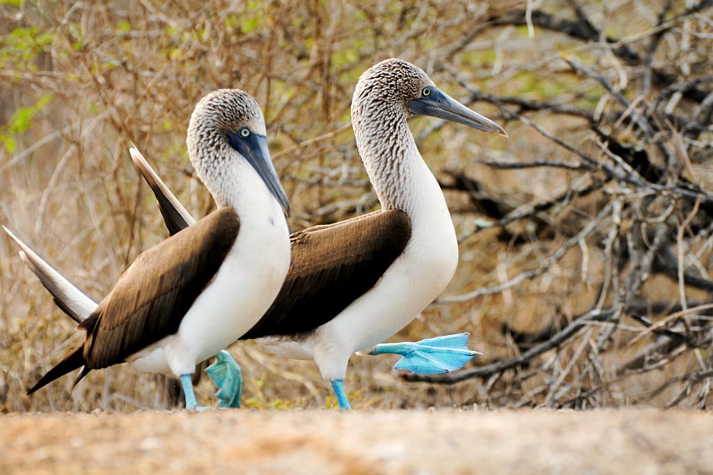 Blue-footed boobies in the Galapagos Islands Blue-footed boobies in the Galapagos Islands