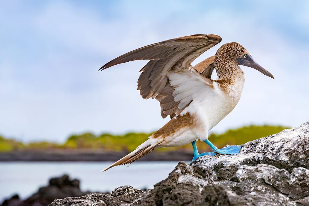 Blue-footed booby in the Galapagos Islands, Ecuador Blue-footed booby in the Galapagos Islands, Ecuador