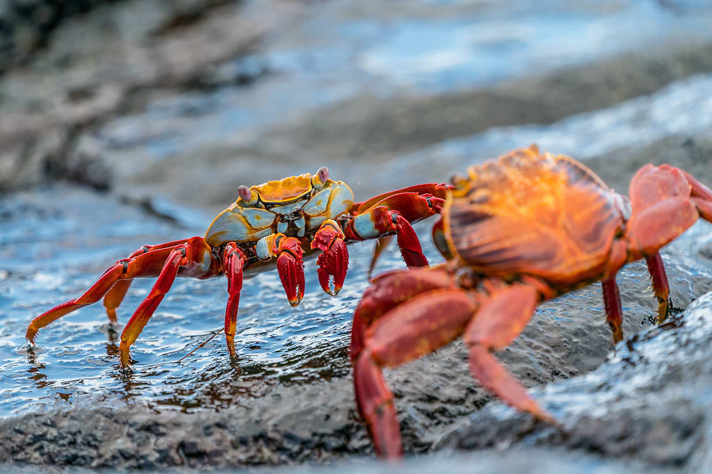 Sally lightfoot crabs in the Galapagos Islands Sally lightfoot crabs in the Galapagos Islands