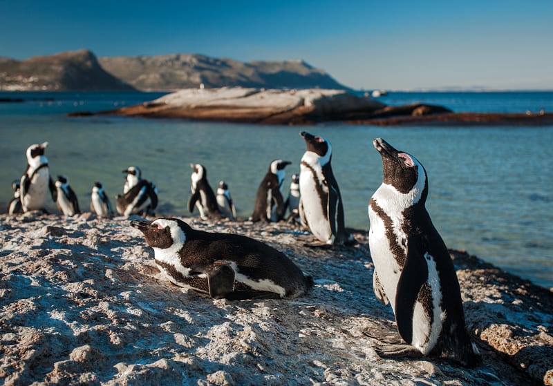 Penguins on Boulder Beach near Simon's Town in the Western Cape province of South Africa.