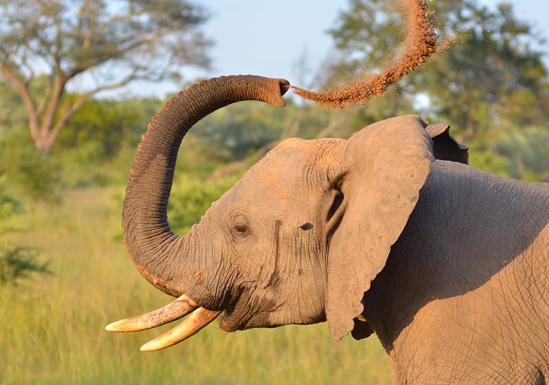 An elephant gives himself a dust bath at Sabi Sands Game Reserve.