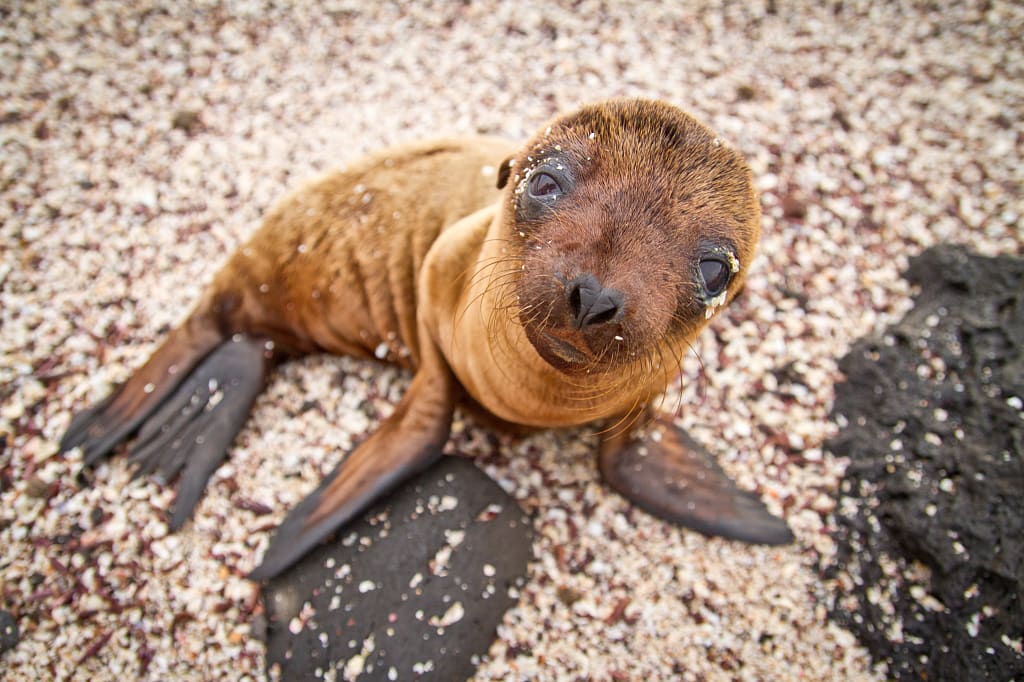 Baby sea lion in the Galapagos Islands Baby sea lion in the Galapagos Islands