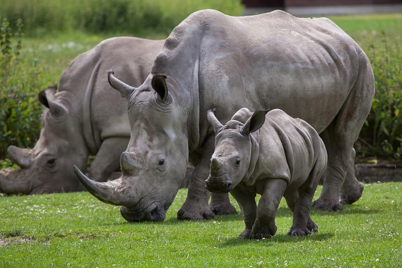 Rhinoceros family in South Africa