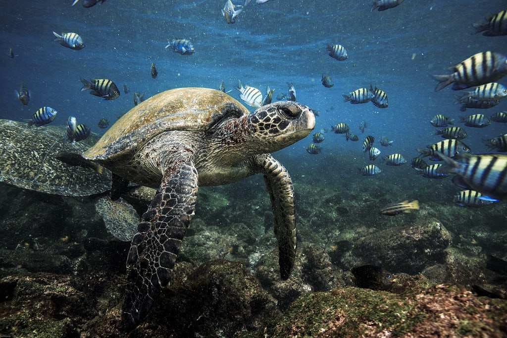 Sea turtle in the Galapagos Islands Sea turtle in the Galapagos Islands