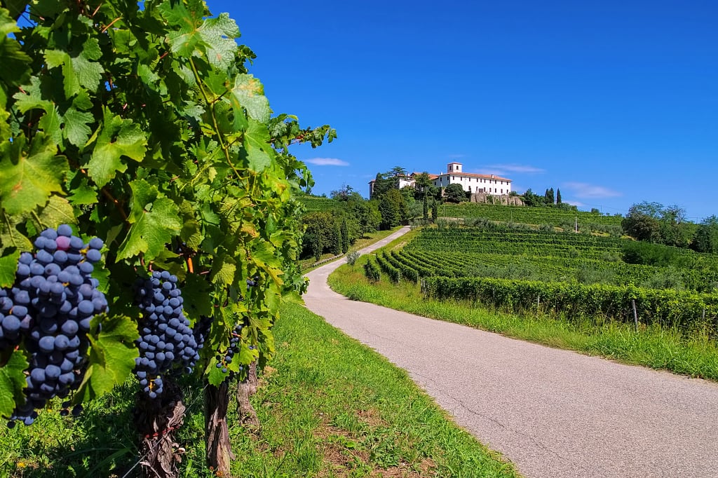 Vineyards in Northern Italy Vineyards in Northern Italy