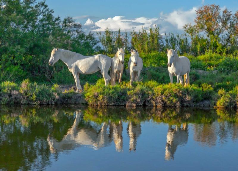 Four white Camargue horses in Camargue nature reserve