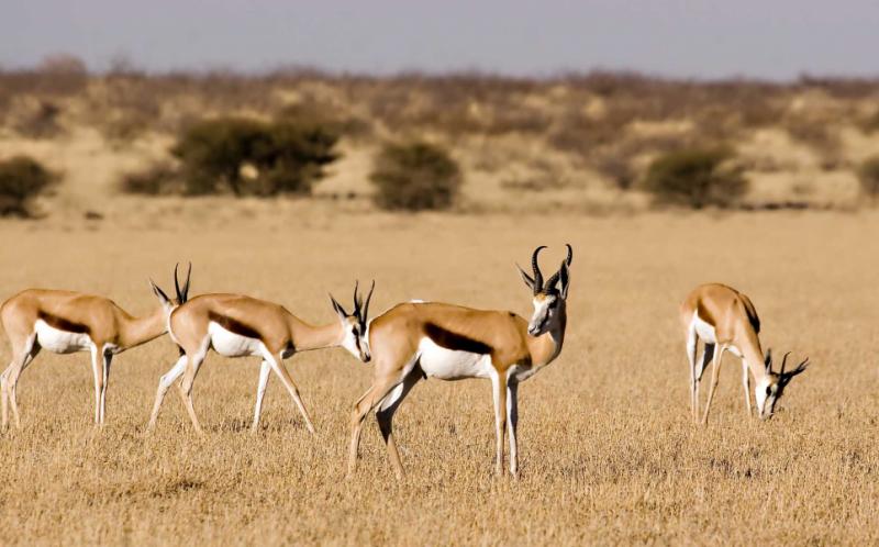 Springbok (antelope) in Botwana's Central Kalahari Game Reserve.