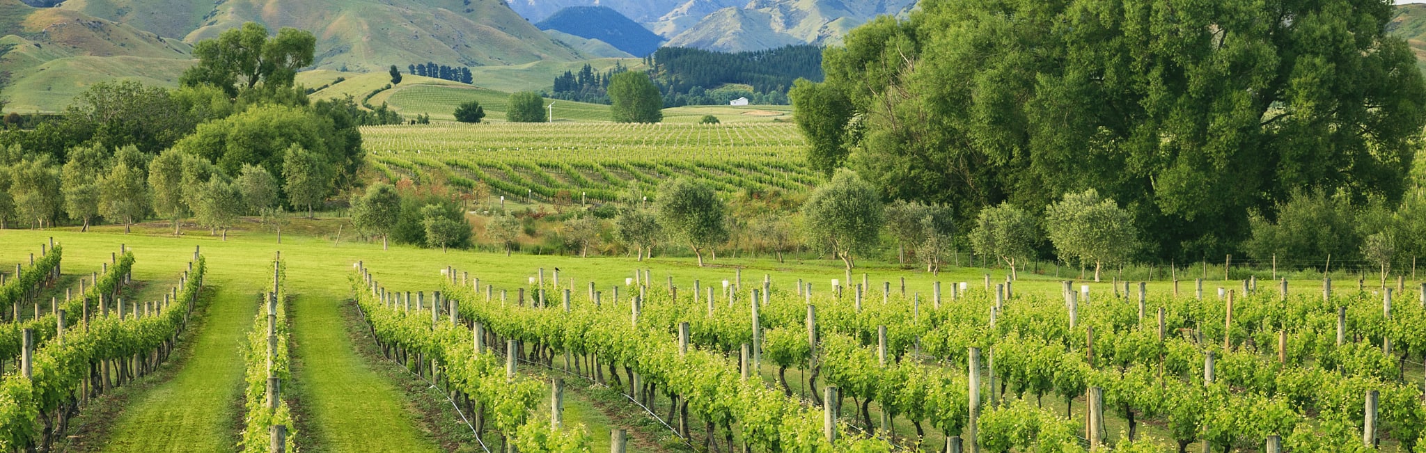 Best New Zealand Wine Tours 20242025 Zicasso