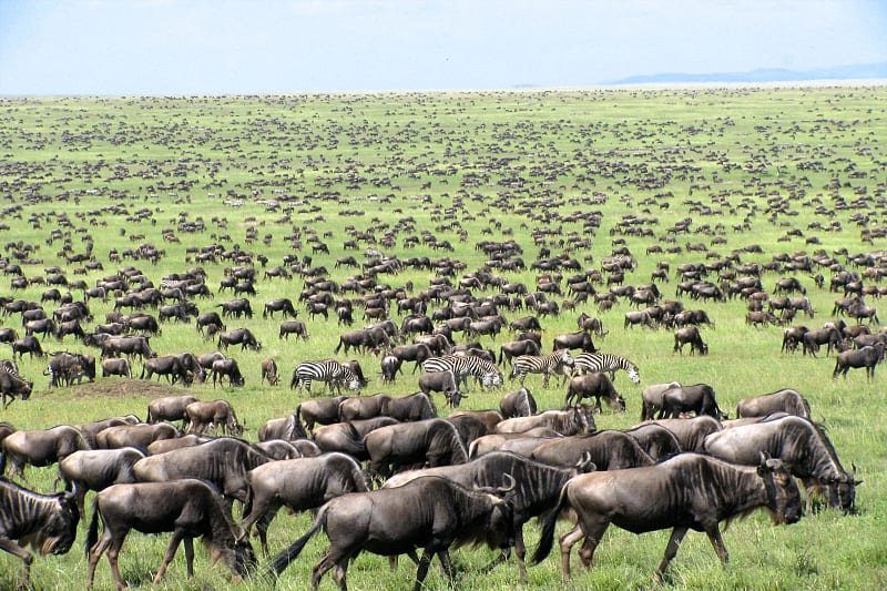 Great migration of wildebeests and zebras in Tanzania
