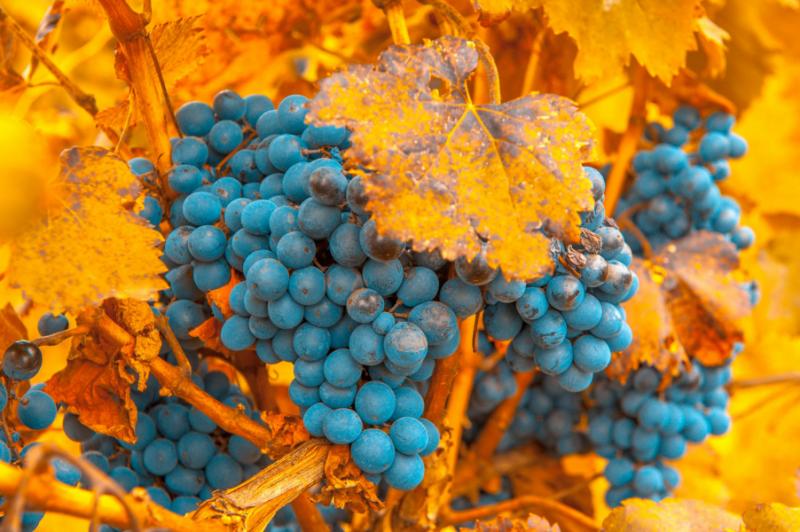 Wine grapes in Mendoza.