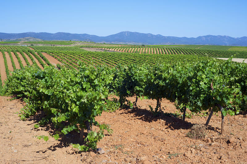 Vineyards in Spain