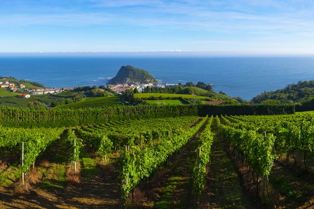 Vineyards with the Cantabrian sea in the background, Getaria Spain