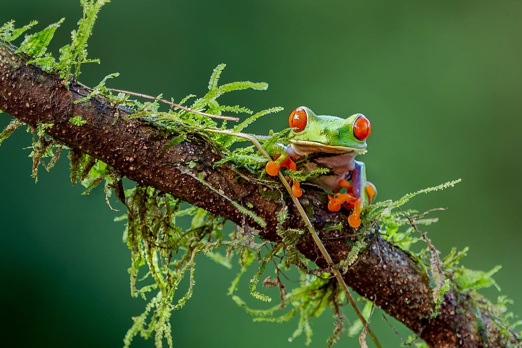Red-eyed tree frog in Costa Rica Red-eyed tree frog in Costa Rica