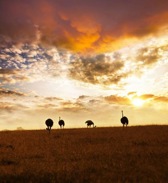 Silhouettes of 4 ostriches with the Kenya, Africa sunset behind them
