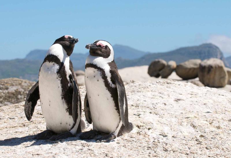 Two penguins on Boulders Beach in Cape Town, South Africa