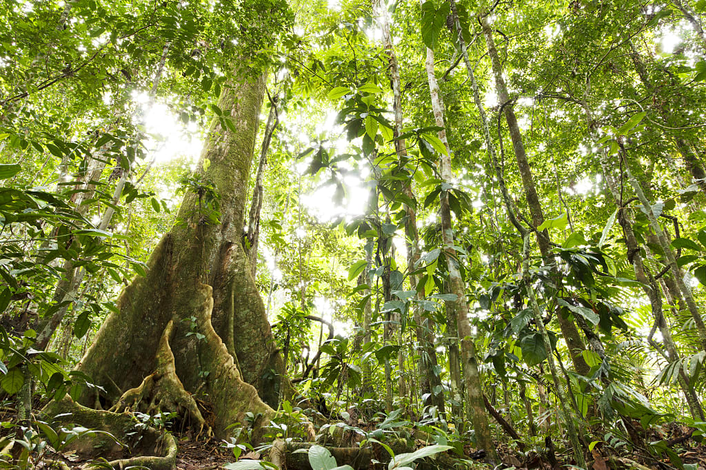 Amazon rainforest in Ecuador Amazon rainforest in Ecuador
