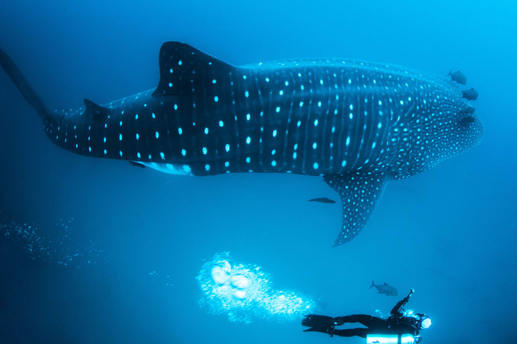 Scuba diver with whale shark in the Galapagos Islands Scuba diver with whale shark in the Galapagos Islands