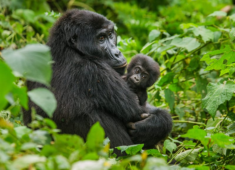 Female mountain gorilla with her baby in Bwindi Impenetrable Rainforest National Park, Uganda