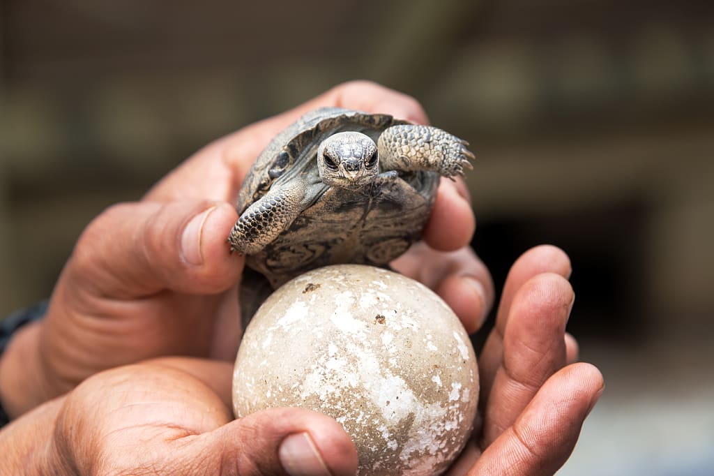 Baby giant tortoise on Isabela Island, Galapagos Baby giant tortoise on Isabela Island, Galapagos
