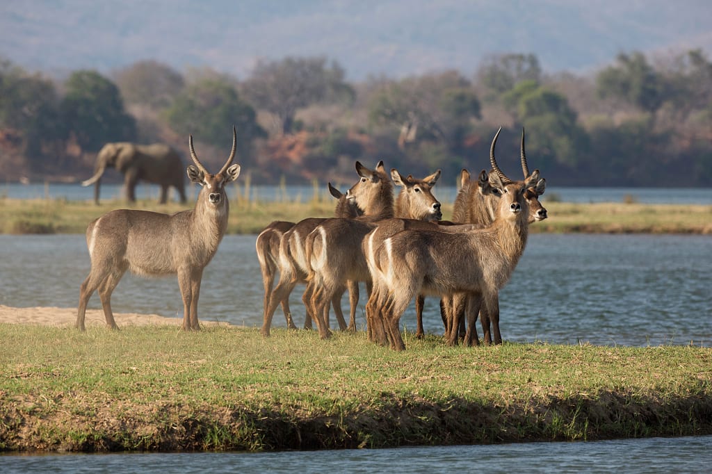 A small heard of waterbucks at Mana Pools National Park, Zimbabwe A small heard of waterbucks at Mana Pools National Park, Zimbabwe