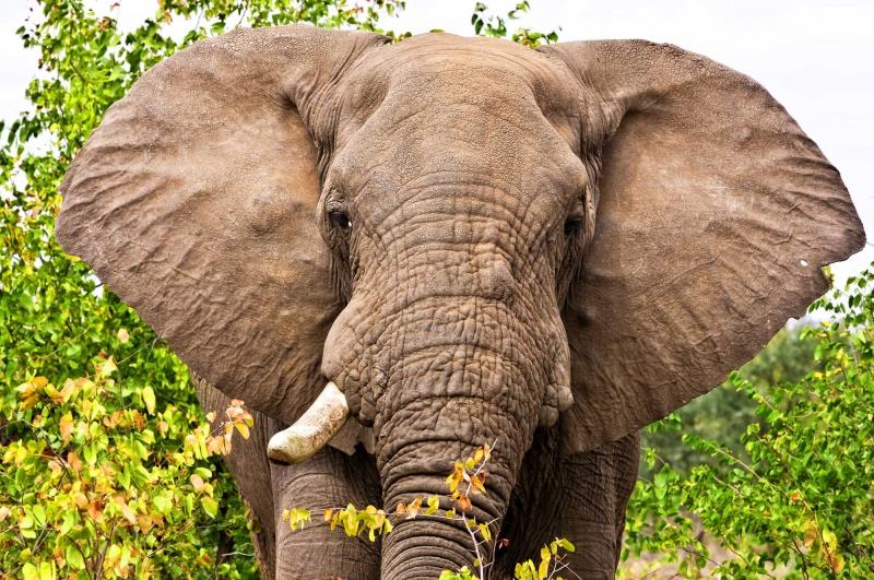 Elephant in Kruger National Park