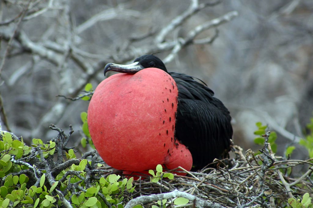 Frigatebird in the Galapagos Islands Frigatebird in the Galapagos Islands
