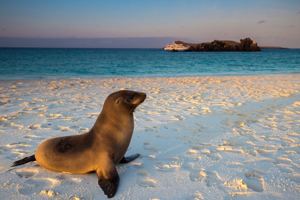 Sea lion in the Galapagos Islands Sea lion in the Galapagos Islands