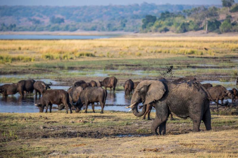 Elephants roam by the river in Chobe National Park.