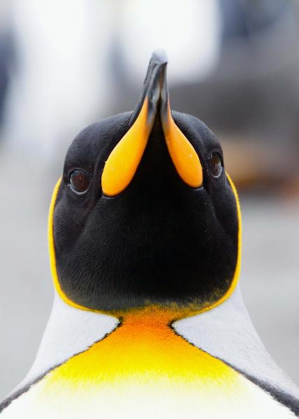 A close up of a king penguin.