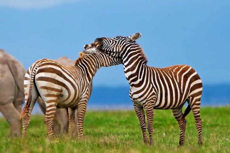 Two Kenyan zebras embracing each other | Lake Nakuru National Park