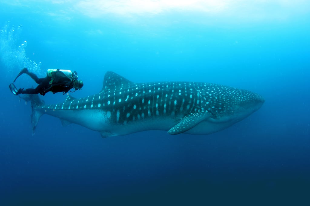 Scuba diver swimming with a whale shark in the Galapagos Islands Scuba diver swimming with a whale shark in the Galapagos Islands