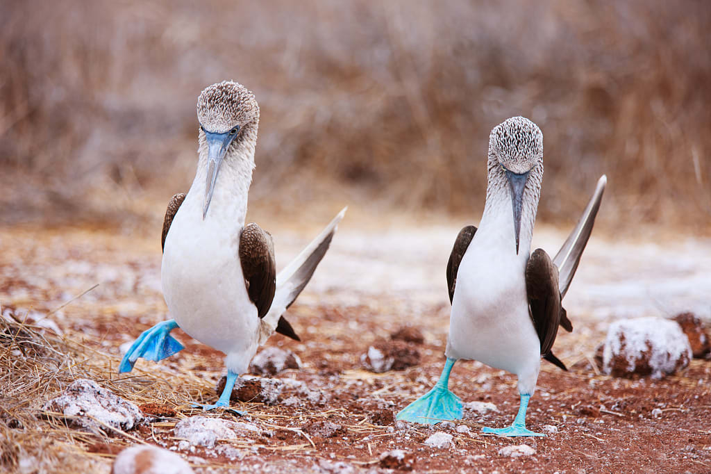 Blue-footed boobies performing the courtship ritual in the Galapagos Islands Blue-footed boobies performing the courtship ritual in the Galapagos Islands