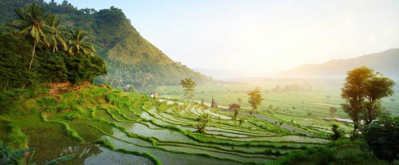 Rice terraces in Bali.