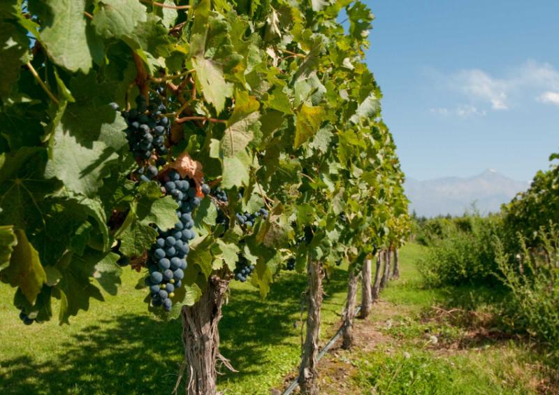 Vineyards at winery in Mendoza.