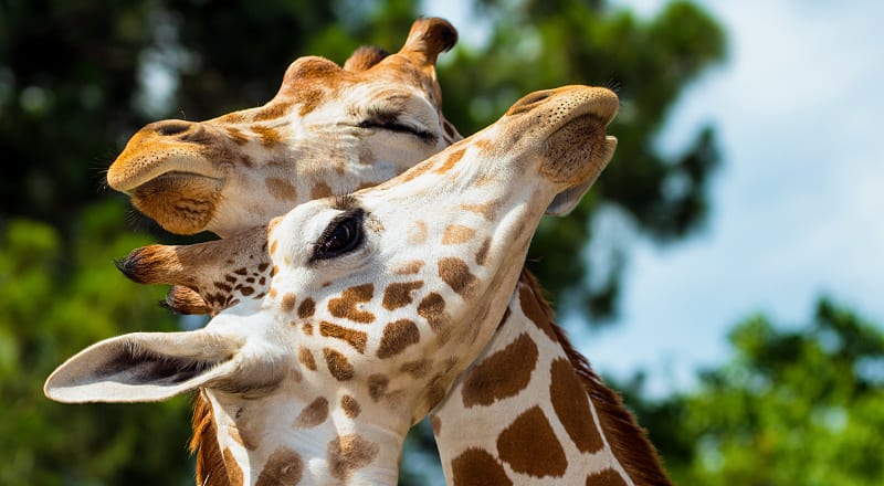 Close up of giraffes grooming each other