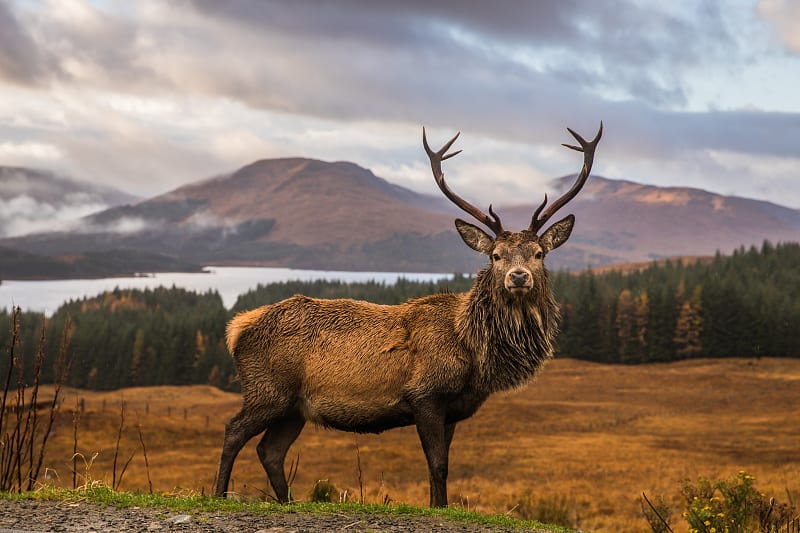 Wild stag in the Highlands of Scotland, UK.