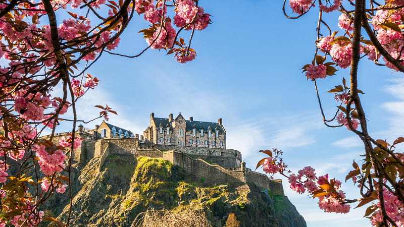 Cherry blossoms framing Edinburgh Castle.